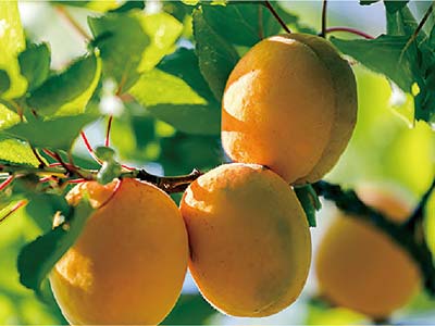 고효율 식물 꽃과 과일 촉진제 비료_07