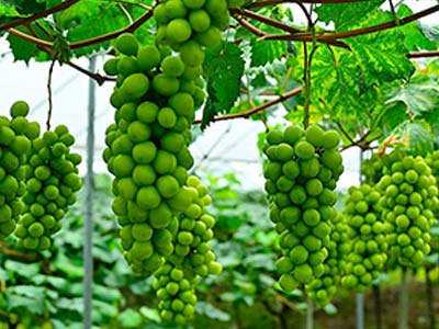 Specializzato nel controllo della difesa fungina_09