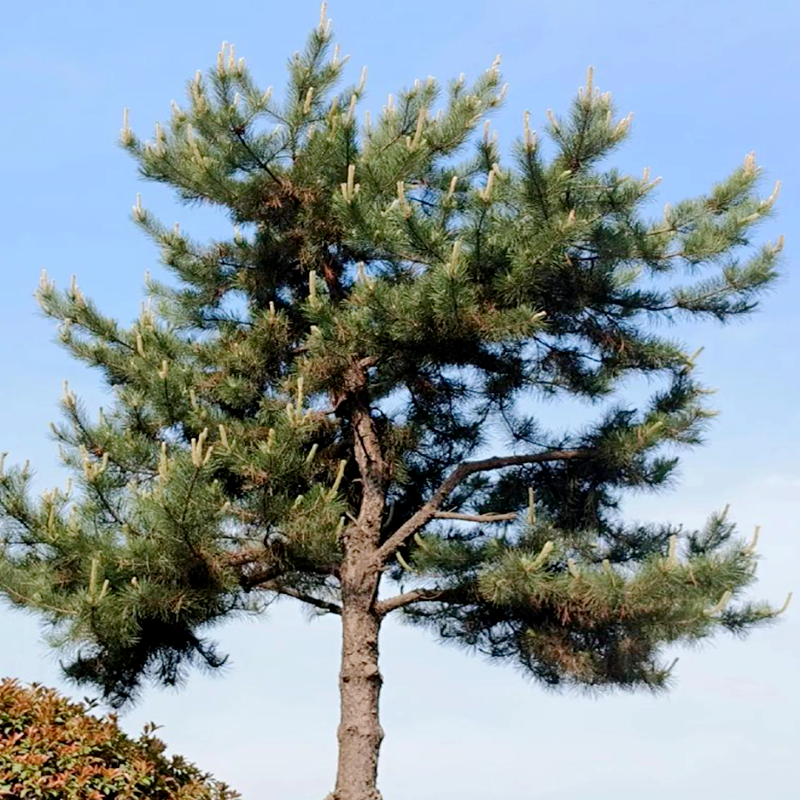 pinus 