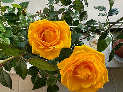 Fertilizante B-Fe-Mn-Zn-Mo-Cu_11