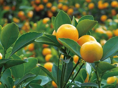 छोटे कीट नियंत्रण के लिए विशेष_08