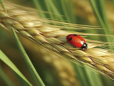 ဇီဝထုတ်ယူခြင်း Agricultural Synergist_03