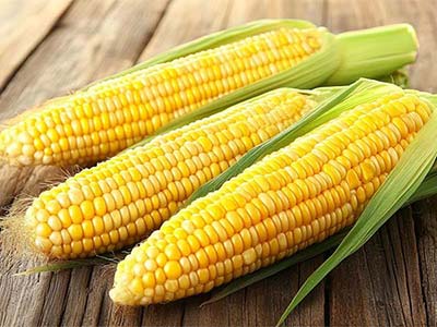 هیومیک اسید استخراج شده زیستی_07