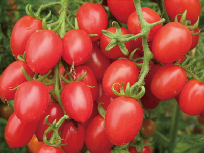 Engrais biostimulant compos&eacute; universel d’expansion des fruits_06