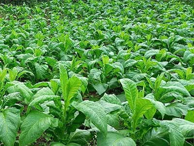 کود آمینوالیگوساکارید_10