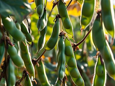 Fertilizante Glucano Boro Molibd&ecirc;nio Zinco_09