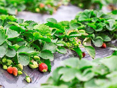 Pianta DoubleShield_09