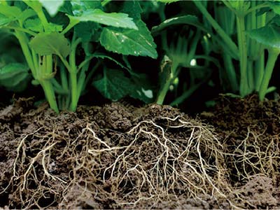 Agente per la riduzione del sale e la ritenzione dell'umidit&agrave; nel suolo_06