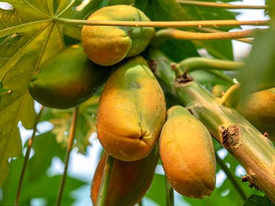 Engrais NPK pour algues_05