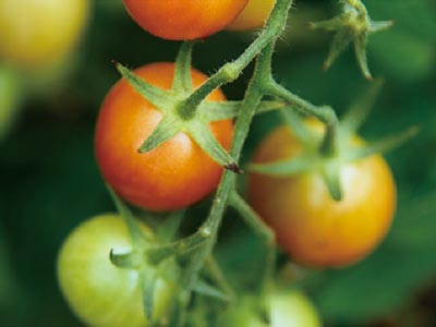 کود تقویت کننده رنگ گوجه فرنگی_03