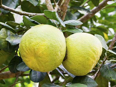 Fertilizante de soluci&oacute;n de prote&iacute;na inmune antiestr&eacute;s vegetal_07
