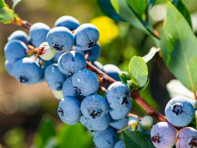 Engrais biostimulant compos&eacute; universel d’expansion des fruits_09