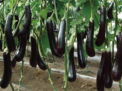 کود محرک افزایش طول سلولی_04