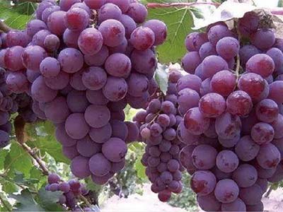 Fertilizante Glucano Boro Molibd&ecirc;nio Zinco_03