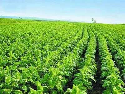 Engrais β-1,3 Glucane_10