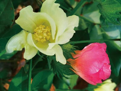 진드기 방제를 위한 특별_05