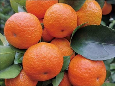 ब्रॉड-स्पेक्ट्रम जीवाणुरोधी और कवकनाशी_08