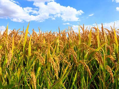 Agente Microbiano Org&acirc;nico Composto_09