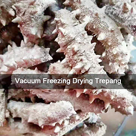 trepang-liofilizaci&oacute;n-secado