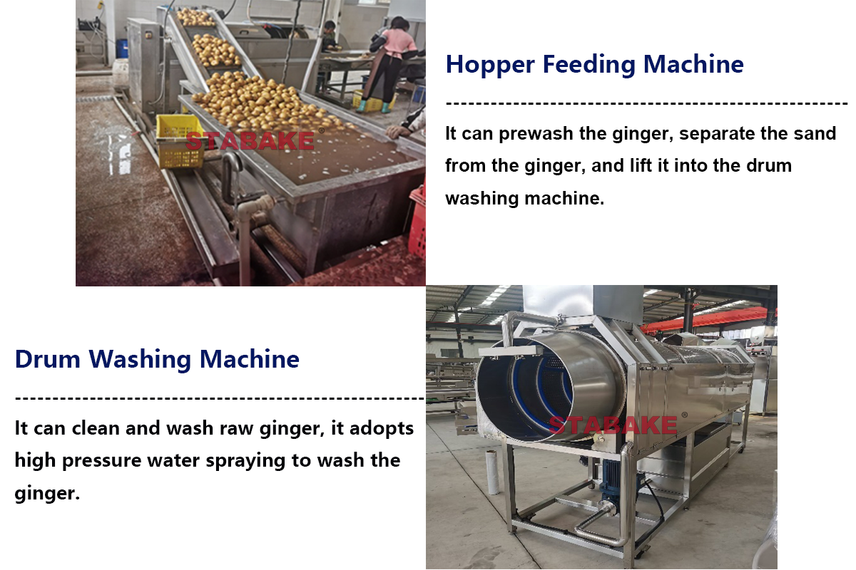 Tendedero de jengibre