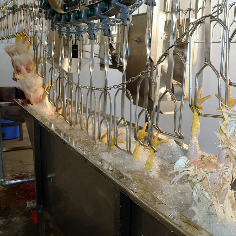 Equipo de matanza para pollos Patos y gansos Procesamiento de aves de corral