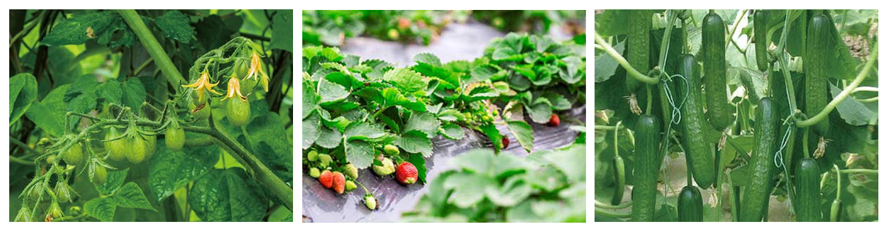 Humic-Acid-Fertilizer.png